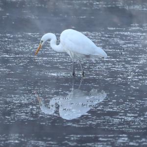 Great Egret