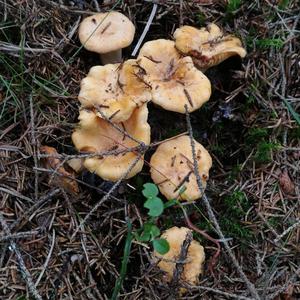 Chanterelle, Common