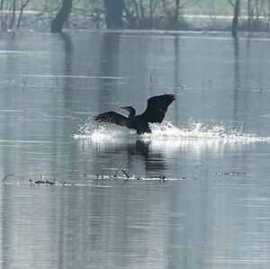 Great Cormorant