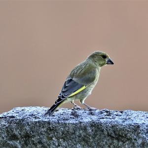 European Greenfinch