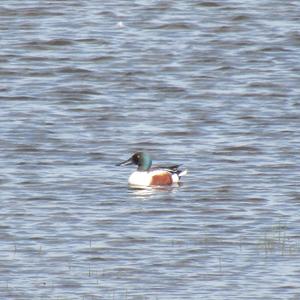 Northern Shoveler