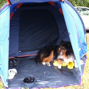 Rough Collie