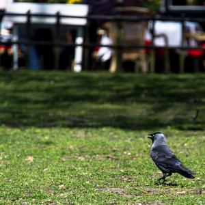 Eurasian Jackdaw