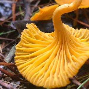 Chanterelle, Common