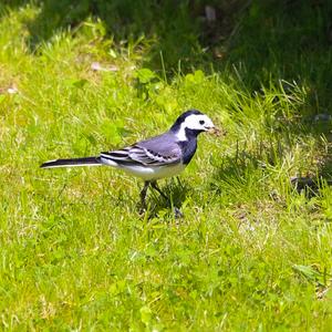 White Wagtail