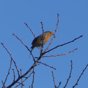 European Robin