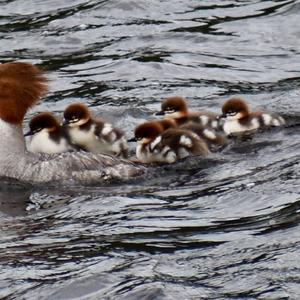 Red-breasted Merganser