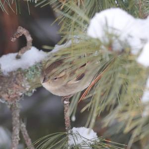 House Sparrow