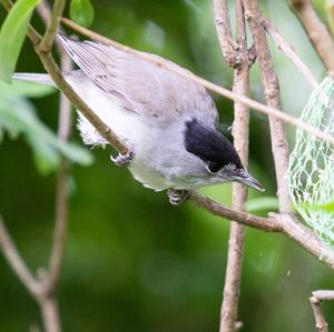 Blackcap