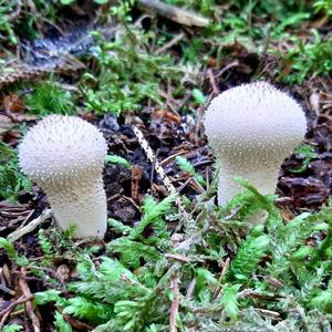 Gem-studded Puffball