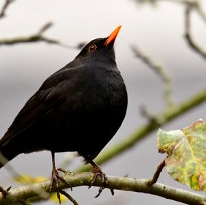 Eurasian Blackbird