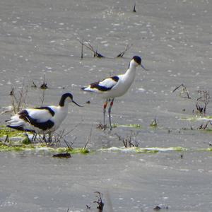 Pied Avocet