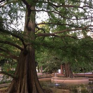 Baldcypress