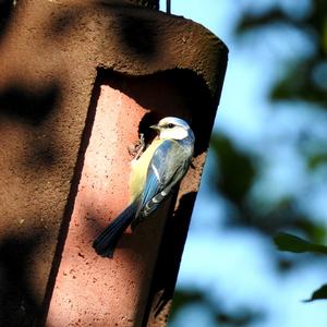 Blue Tit