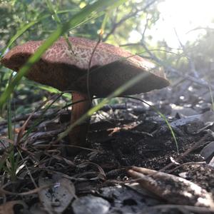 Red-cracked Bolete