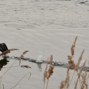 Common Coot