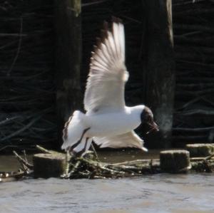 Black-headed Gull