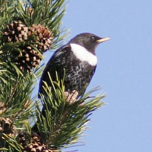 Ring Ouzel