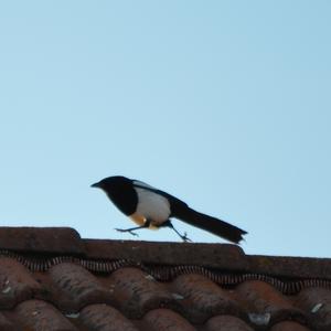 Black-billed Magpie