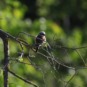 Red-backed Shrike