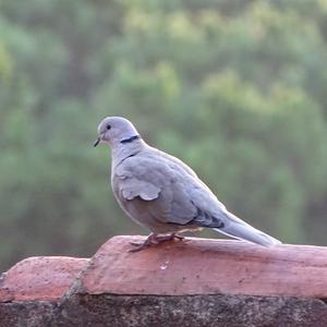 Eurasian Collared-dove