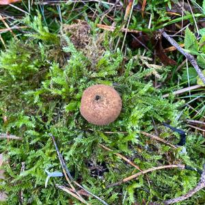 Dusty Puffball