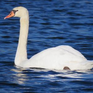 Mute Swan