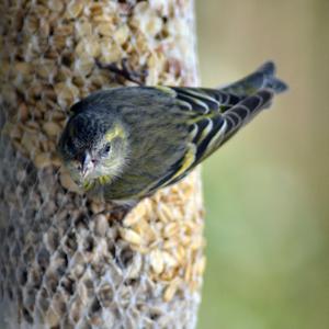 Eurasian Siskin