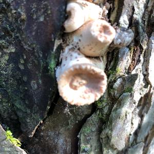 Dryad`s Saddle