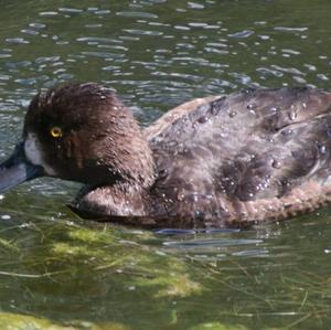 Tufted Duck