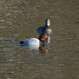 Common Pochard