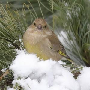 European Greenfinch