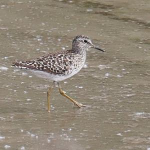 Wood Sandpiper