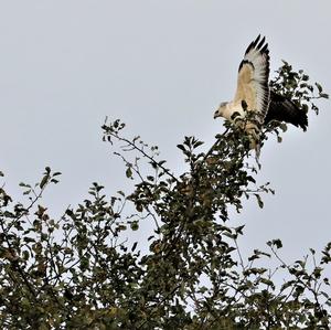 Mäusebussard