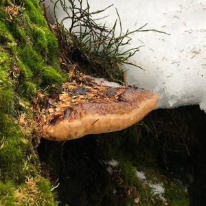 Red-belted Polypore