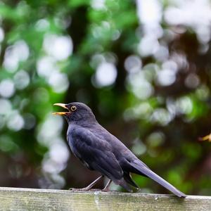 Eurasian Blackbird