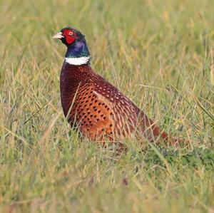 Common Pheasant