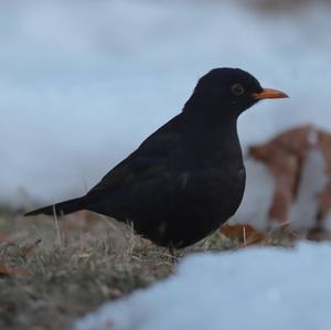 Eurasian Blackbird