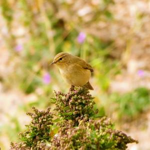 Common Chiffchaff