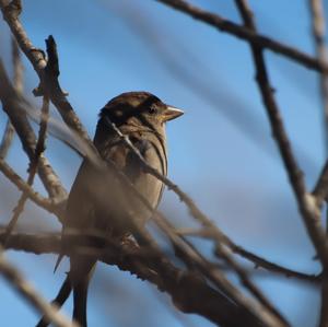 Spanish Sparrow