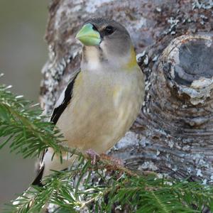 Evening Grosbeak