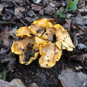 Chanterelle, Common