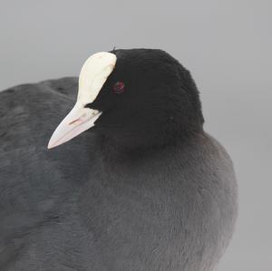 Common Coot