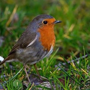 European Robin