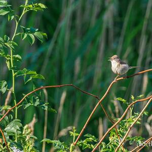 Eurasian Reed-warbler