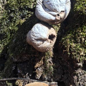 Gem-studded Puffball