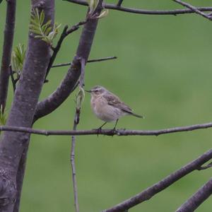 Water Pipit