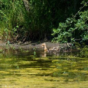 Mallard