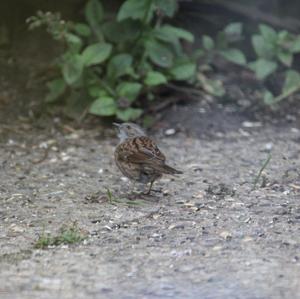 Hedge Accentor