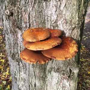 Golden Pholiota